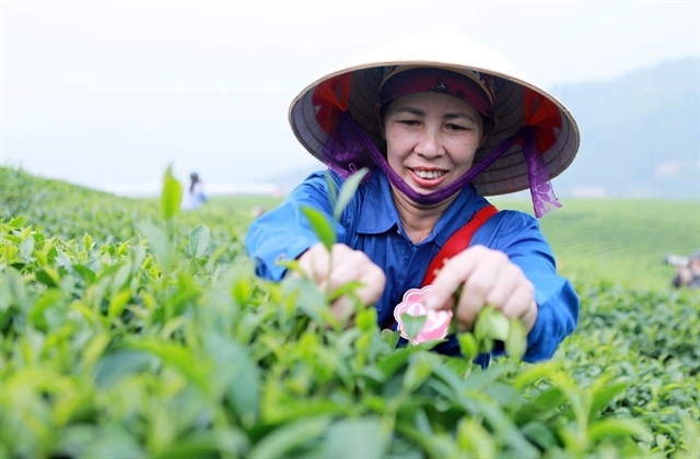 Vietnam ranks fifth in the world in tea exports